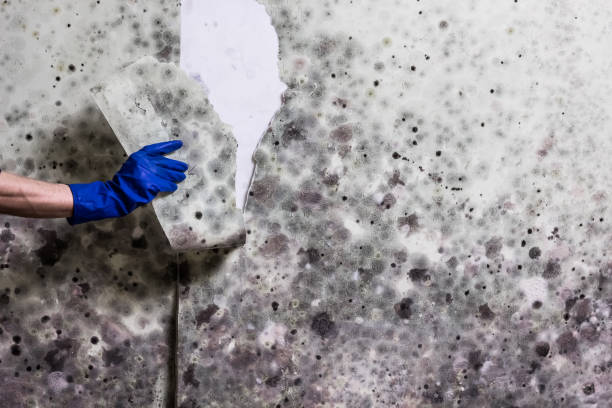 Best Health and Safety Mold Remediation in Wilton, IA